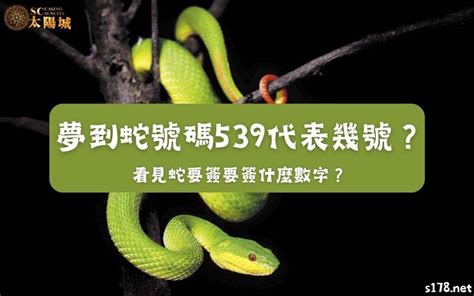 小鳥代表幾號|【鳥代表數字】揭密鳥代表數字的秘密：飛羽傳遞的神秘符號